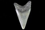 Juvenile Megalodon Tooth - Georgia #75366-1